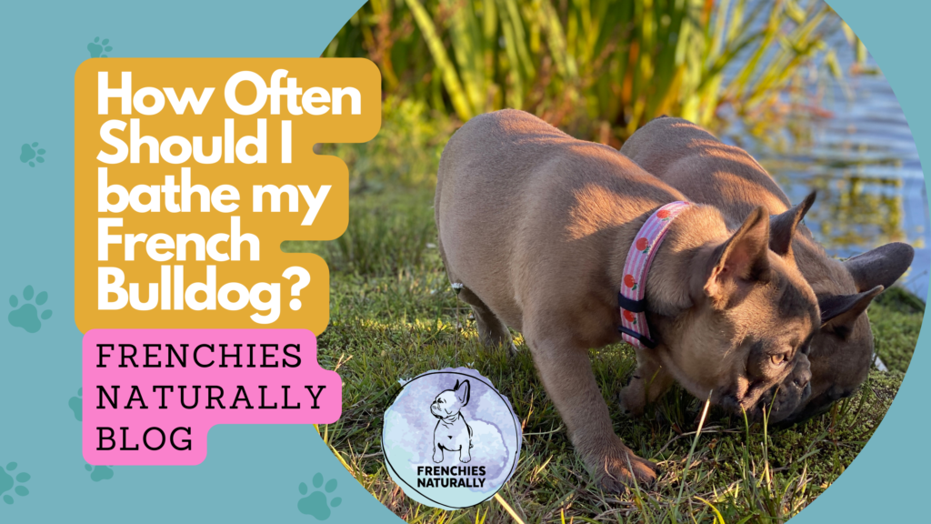 How Often Should I bathe my French Bulldog? Frenchies Naturally